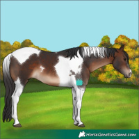 Horse Color:Brown Tobiano 