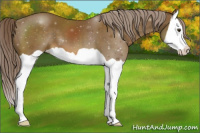 Horse Color:Chocolate Palomino Splash 