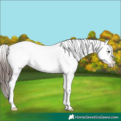 Horse Color:Bay Splash Tobiano Snowflake Varnish