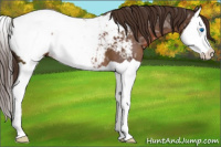 Horse Color:Liver Chestnut Ice Splash Snowcap 
