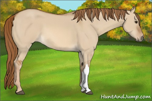 Horse Color:Red Dun 