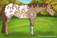 Horse Color:Red Dun Appaloosa 
