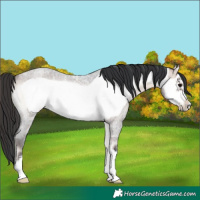 Horse Color:Bay Ice Roan Onyx Frame Rabicano 