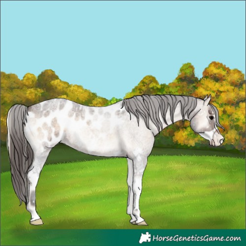 Horse Color:Brown Roan Onyx Sabino Appaloosa 