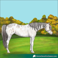 Horse Color:Brown Roan Onyx Sabino Appaloosa 
