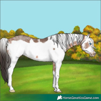 Horse Color:Bay Ice Sabino Frame 