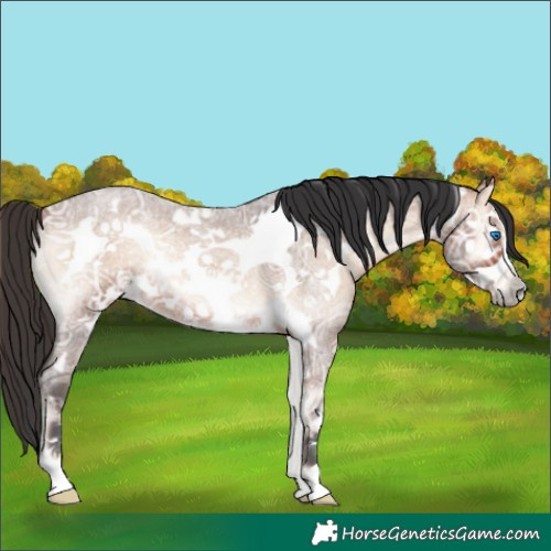 Horse Color:Bay Ice Roan Onyx Frame 