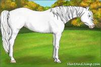 Horse Color:Gray Cremello Roan Dun Splash Rabicano 