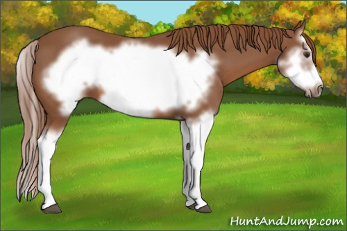 Horse Color:Chestnut Splash Frame 