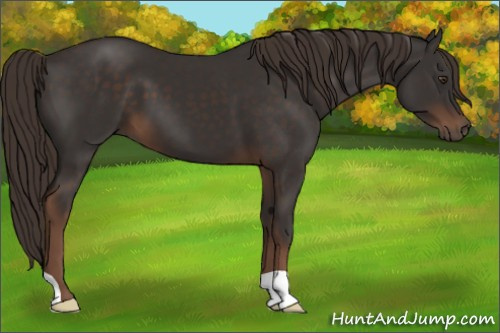 Horse Color:Liver Chestnut 