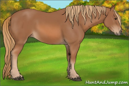 Horse Color:Chestnut 