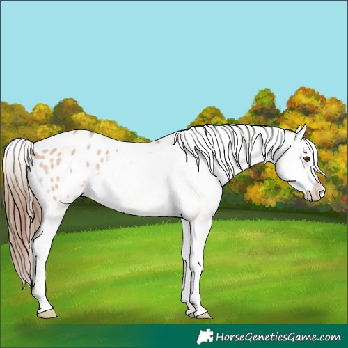 Horse Color:Red Dun Splash Appaloosa Rabicano 