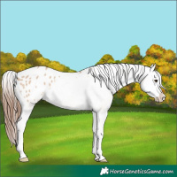Horse Color:Red Dun Splash Appaloosa Rabicano 