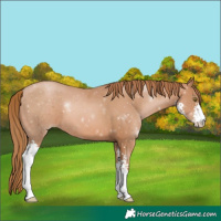 Horse Color:Chestnut Pearl Sabino