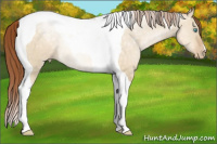 Horse Color:Buckskin Pearl Dun Tobiano
