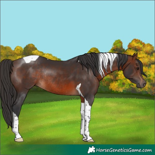Horse Color:Brown Tobiano Rabicano