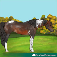 Horse Color:Brown Tobiano Rabicano