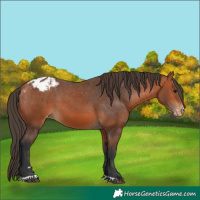 Horse Color:Bay Appaloosa 