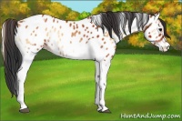 Horse Color:Bay Onyx Tobiano Near Leopard 