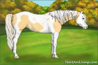Horse Color:Palomino Splash Tobiano 