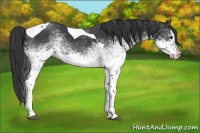 Horse Color:White Spotted Black Splash Tobiano 