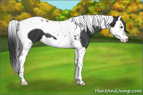 Horse Color:Black Splash Tobiano 