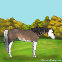 Horse Color:Brown Dun Sabino Splash