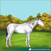 Horse Color:Brown Dun Sabino Splash Tobiano 