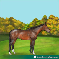 Horse Color:Brown 
