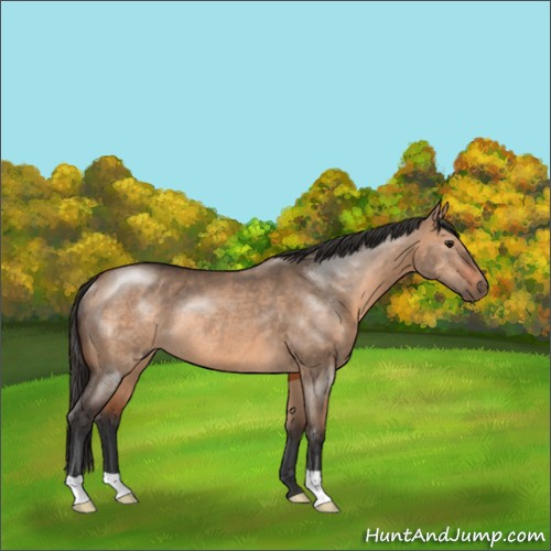 Horse Color:Bay Dun Rabicano 