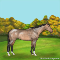 Horse Color:Bay Dun Rabicano 