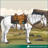 Horse Color:Silver Bay Appaloosa