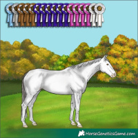 Horse Color:Classic Champagne Dun Sabino Rabicano 