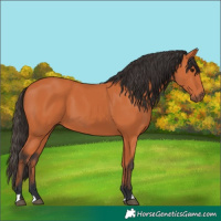 Horse Color:Bay 