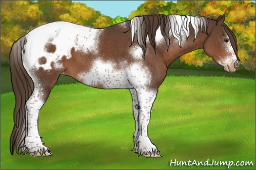 Horse Color:Liver Chestnut Tobiano Frame Appaloosa 