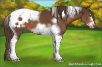 Horse Color:Liver Chestnut Tobiano Frame Appaloosa 
