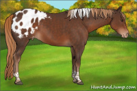 Horse Color:Liver Chestnut Tobiano Appaloosa 