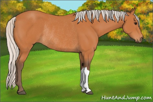 Horse Color:Silver Bay Rabicano 