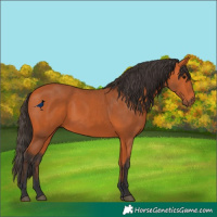Horse Color:Bay 