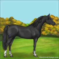 Horse Color:Black  and Black 