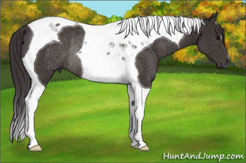 Horse Color:Smoky Black Tobiano Rabicano 