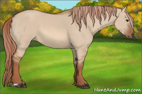 Horse Color:Red Dun