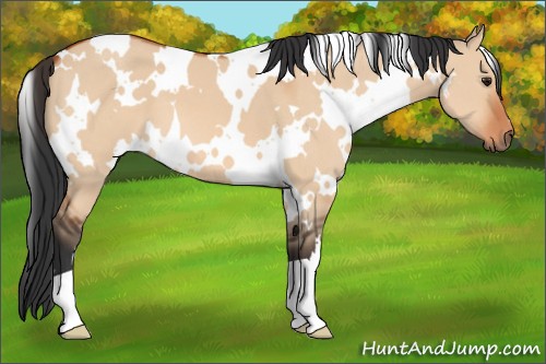 Horse Color:White Spotted Bay Dun 