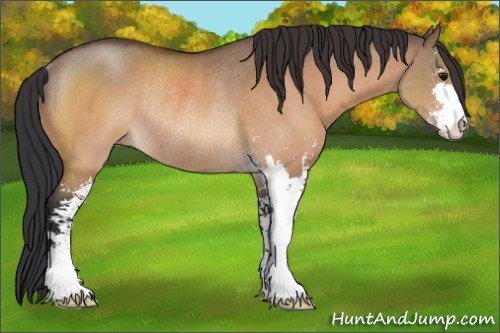 Horse Color:Bay Dun Sabino Rabicano 