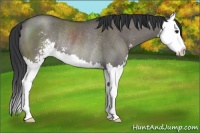 Horse Color:Grullo Sabino Splash Rabicano