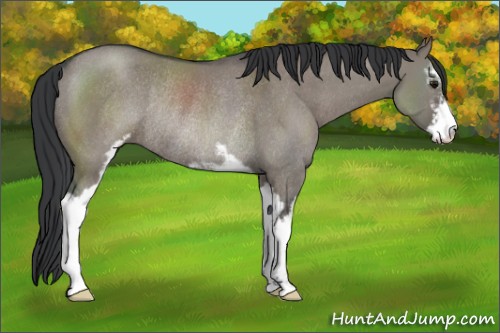 Horse Color:Grullo Sabino Rabicano 