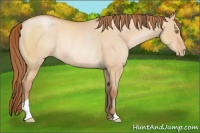 Horse Color:Bay Pearl Dun Rabicano 