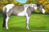 Horse Color:Grullo Sabino Tobiano Rabicano