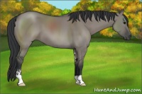Horse Color:Grullo Sabino 