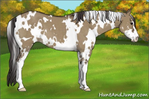 Horse Color:White Spotted Smoky Grullo Sabino 